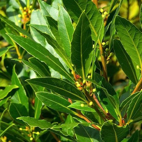 3 Yaş Defne Fidanı 'Laurus nobilis'