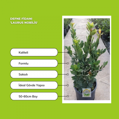 3 Yaş Defne Fidanı 'Laurus nobilis'