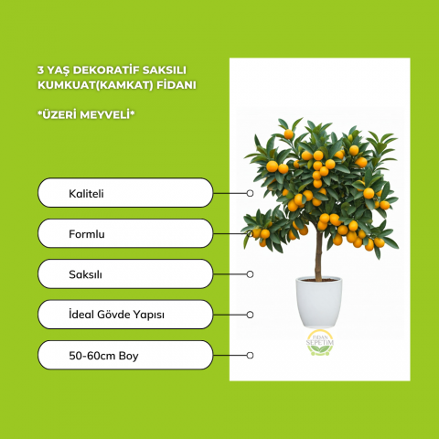 3 Yaş Dekoratif Saksılı Kumkuat(Kamkat) Fidanı