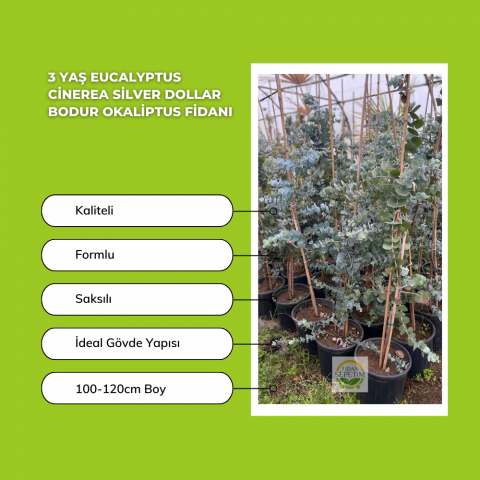 3 Yaş Eucalyptus Cinerea Silver Dollar Bodur Okaliptus Fidanı