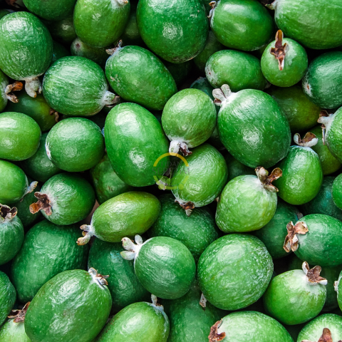 3 Yaş Feijoa Fidanı (Kaymak Ağacı-Acca sellowiana) *2adet*