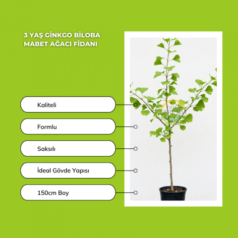 3 Yaş Ginkgo Biloba Mabet Ağacı Fidanı