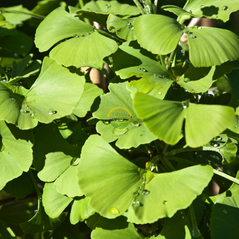 3 Yaş Ginkgo Biloba Mabet Ağacı Fidanı