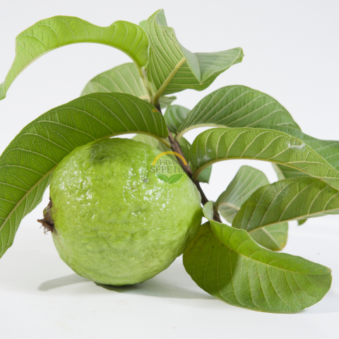 3 Yaş Guava (Sarı Meyveli) Fidanı
