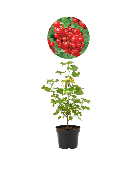 3 Yaş Jonkheer Van Tets Çeşiti Kırmızı Frenk Üzümü Fidanı