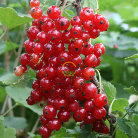 3 Yaş Jonkheer Van Tets Çeşiti Kırmızı Frenk Üzümü Fidanı