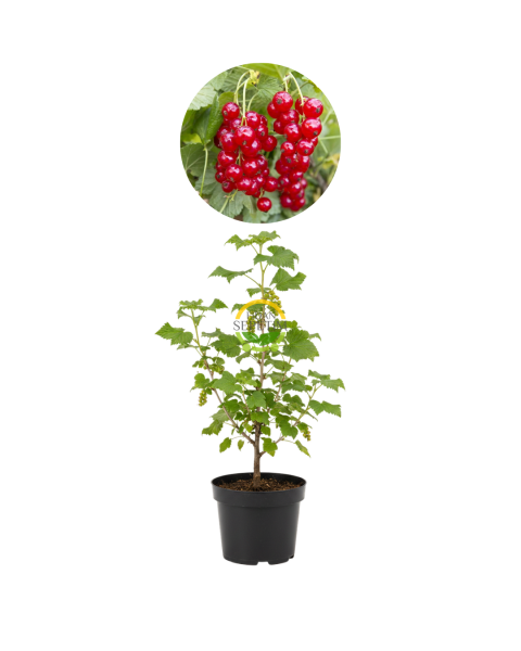 3 Yaş Kırmızı Frenk Üzümü Fidanı