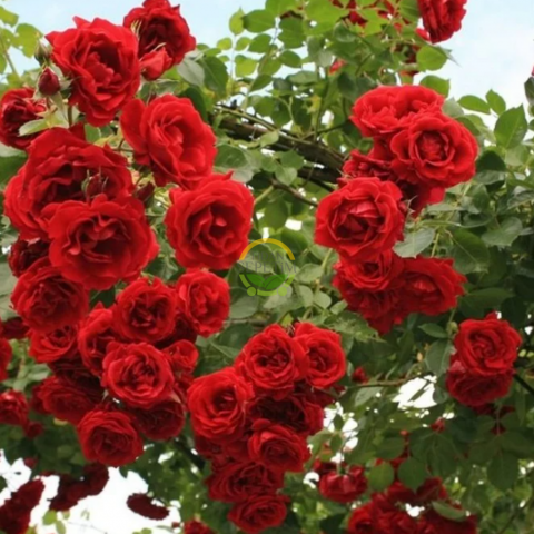 3 Yaş Kırmızı Renkli Sarmaşık Gül Fidanı