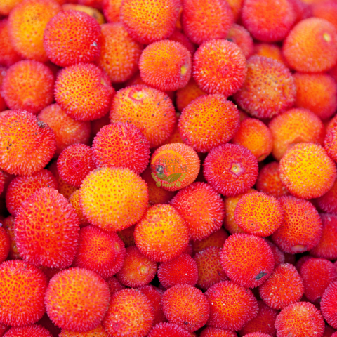 3 Yaş Kocayemiş (Dağ Çileği) Fidanı