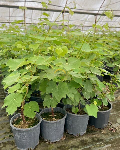 3 Yaş Kokulu Siyah İsabella Üzüm Fidanı