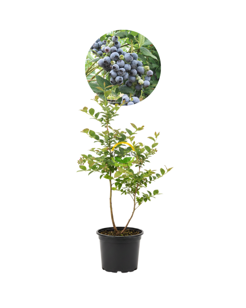 3 Yaş Legacy Çeşiti Yaban Mersini Fidanı