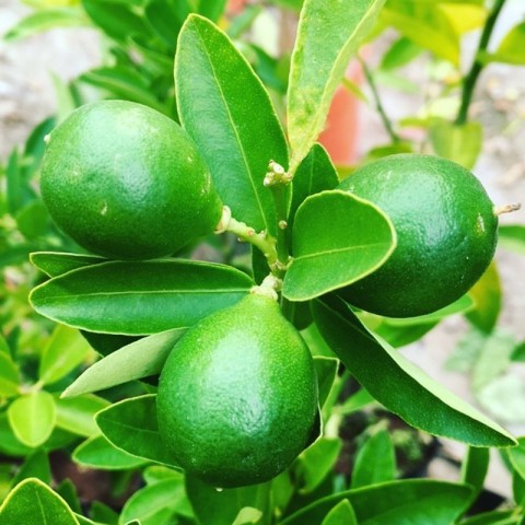 3 Yaş Limequat Fidanı