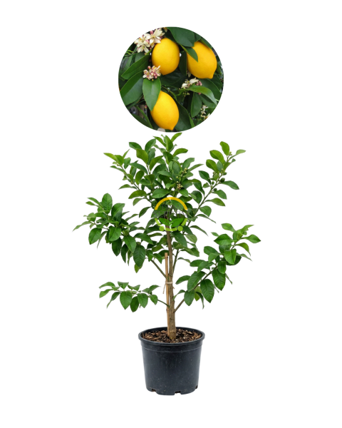 3 Yaş Mayer Yediveren Limon Fidanı *Saksılı*