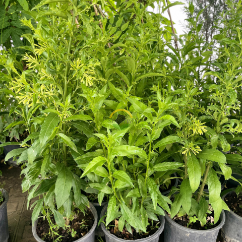 3 Yaş Melisa Fidanı - Gece Kokulu Parfüm Çiçeği 'Cestrum Nocturnum'