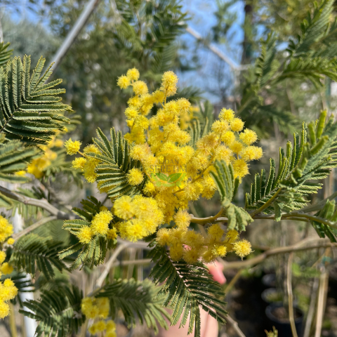 3 Yaş Mimoza Ağacı Fidanı - Gümüşi akasya (Acacia dealbata) XL Boy
