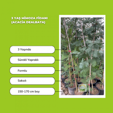 3 Yaş Mimoza Ağacı Fidanı - Gümüşi akasya (Acacia dealbata)