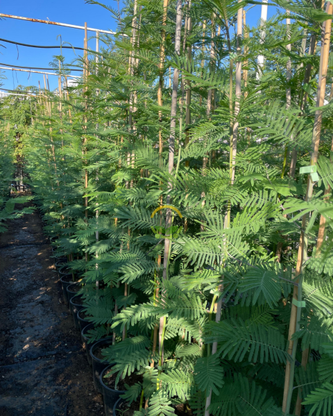 3 Yaş Mimoza Ağacı Fidanı - Gümüşi akasya (Acacia dealbata)