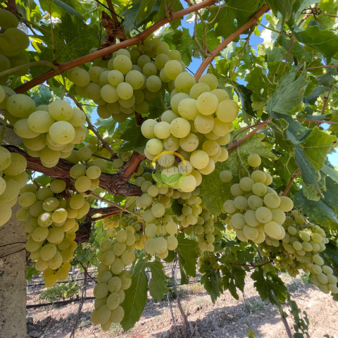 3 Yaş Müşküle Üzüm Fidanı