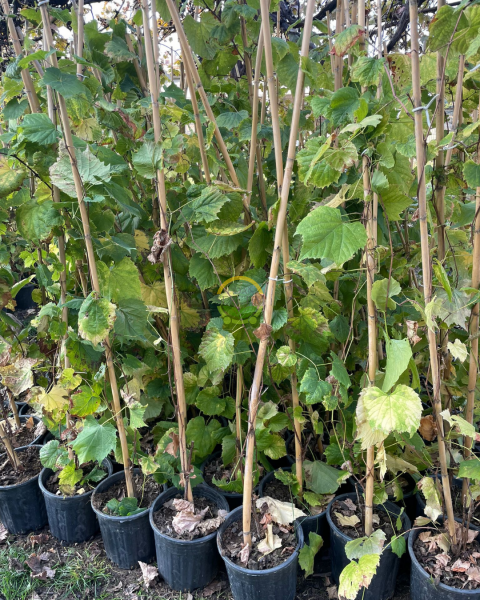 3 Yaş Narince (Tokat) Sarmalık Üzüm Asma Fidanı