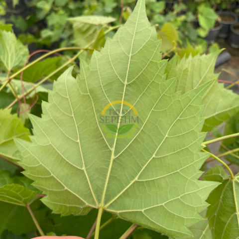3 Yaş Narince (Tokat) Sarmalık Üzüm Asma Fidanı