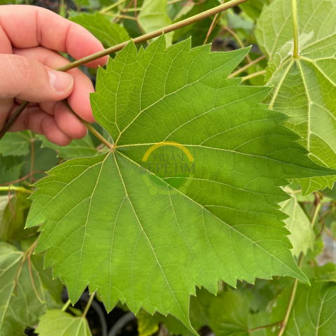 3 Yaş Narince (Tokat) Sarmalık Üzüm Asma Fidanı