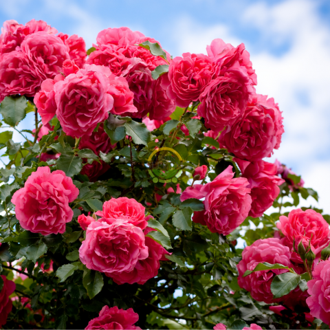 3 Yaş Pembe Renk Ponpon Sarmaşık Gül Fidanı