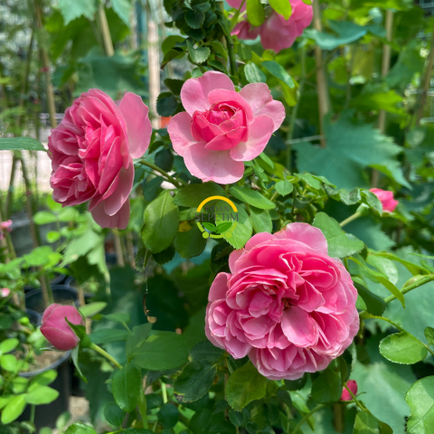 3 Yaş Pembe Renkli Sarmaşık Gül Fidanı