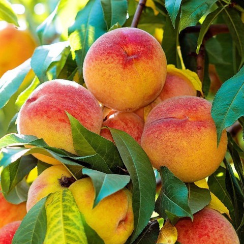 3 Yaş Redhaven Şeftali Fidanı 'Yarı Bodur'