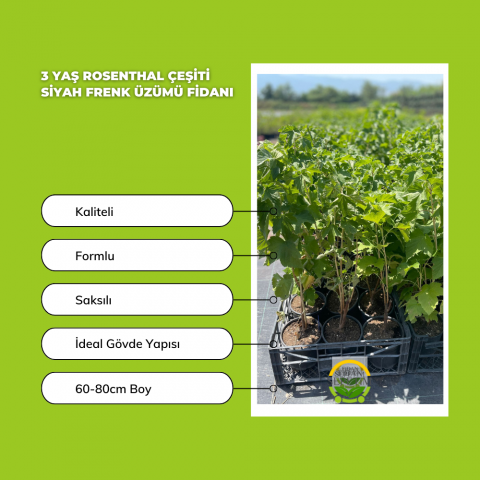 3 Yaş Rosenthal Çeşiti Siyah Frenk Üzümü Fidanı
