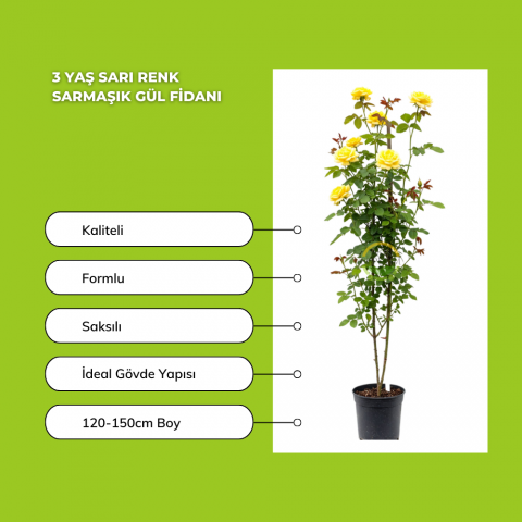 3 Yaş Sarı Renk Sarmaşık Gül Fidanı