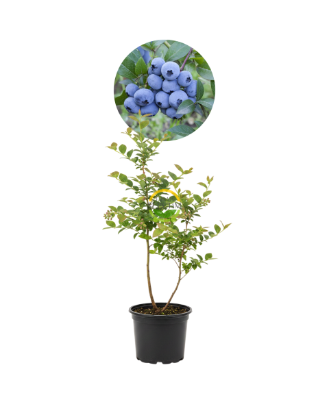 3 Yaş Sweetheart Çeşiti Yaban Mersini Fidanı