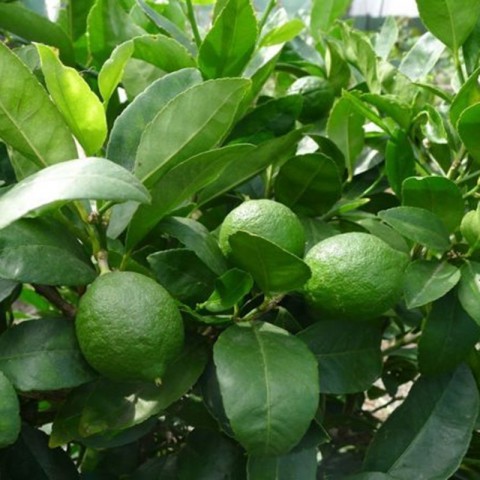 3 Yaş Tahiti Lime Fidanı *ÜZERİ ÇİÇEKLİ*
