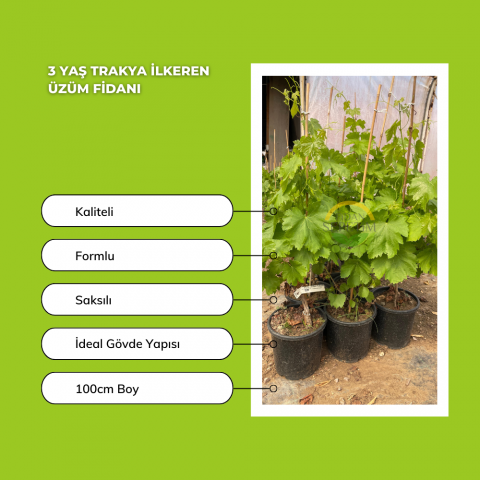 3 Yaş Trakya İlkeren Üzüm Fidanı