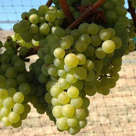 3 Yaş Victoria Üzüm Fidanı