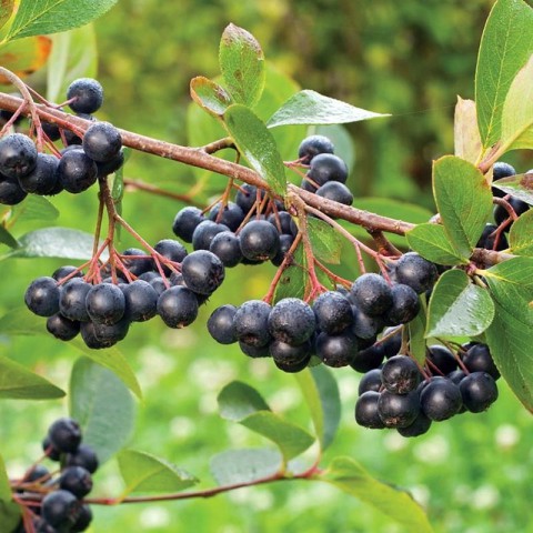 3 Yaş Viking Aronia Berry Fidanı