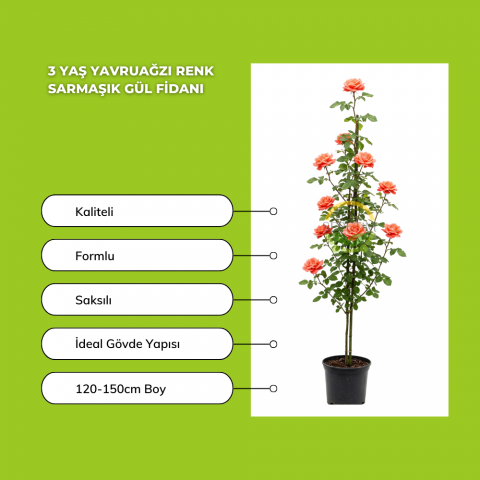 3 Yaş Yavruağzı Renk Sarmaşık Gül Fidanı