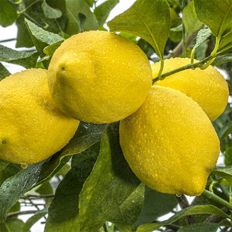 3 Yaş Zagara Bianca Limon Fidanı