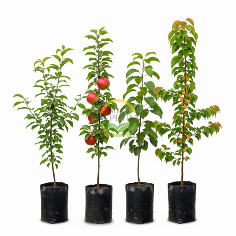 4 Adet Meyve Fidanı Paketi 'Erik-Elma-Armut-Kayısı' (Sponsorlu)