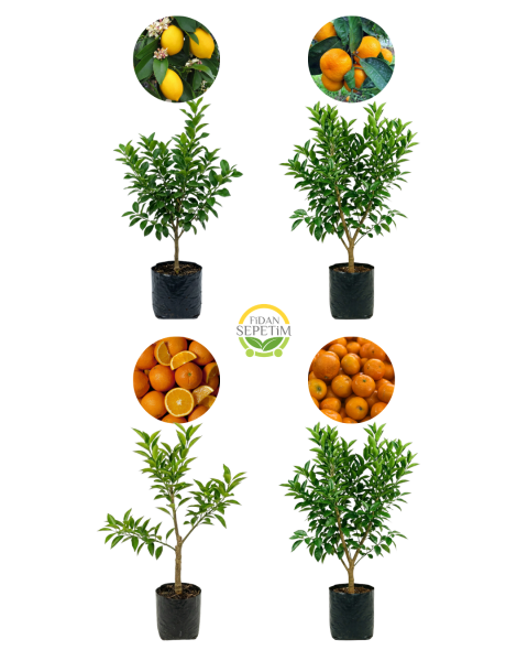 4 Çeşit Narenciye Fidanı Paketi (Hobi Bahçelerine Özel)