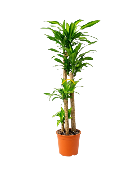 4 Gövdeli Dracaena Massengena Bitkisi 170-180cm