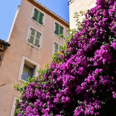 4 Yaş Ada Begonvili Fidanı 4 Yaş Ada Begonvili Fidanı