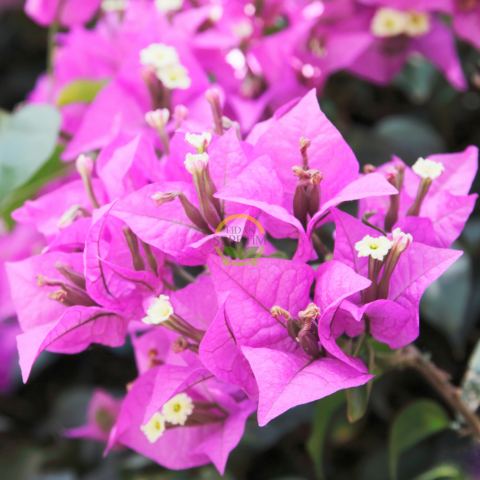 4 Yaş Ada Begonvili Fidanı 4 Yaş Ada Begonvili Fidanı