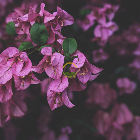 4 Yaş Ada Begonvili Fidanı 4 Yaş Ada Begonvili Fidanı