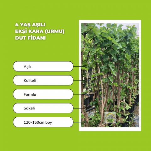 4 Yaş Aşılı Ekşi Kara(Urmu) Dut Fidanı 4 Yaş Aşılı Ekşi Kara(Urmu) Dut Fidanı