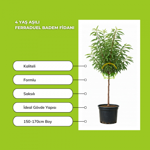 4 Yaş Aşılı Ferraduel Badem Fidanı