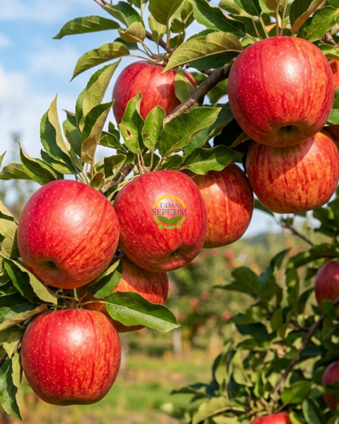 4 Yaş Aşılı Galaxy Gala Elma Fidanı 'Yarı Bodur'