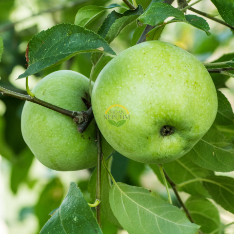 4 Yaş Aşılı Granny Smith Elma Fidanı *Yarı Bodur*