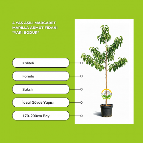 4 Yaş Aşılı Margaret Marilla Armut Fidanı *Yarı Bodur* 4 Yaş Aşılı Margaret Marilla Armut Fidanı *Yarı Bodur*