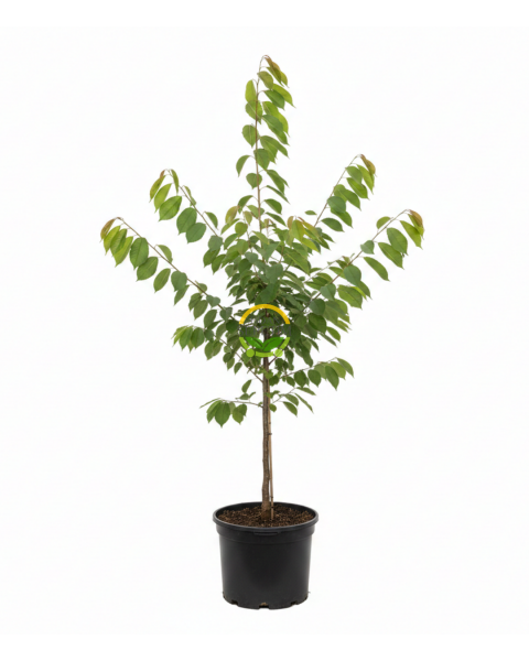 4 Yaş Aşılı Regina Kiraz Fidanı 'Yarı Bodur'