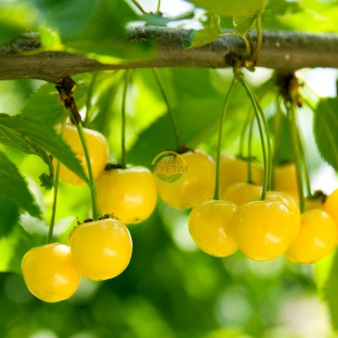 4 Yaş Aşılı Starksgold (Tozlayıcı) Kiraz Fidanı *Yarı Bodur* 4 Yaş Aşılı Starksgold (Tozlayıcı) Kiraz Fidanı *Yarı Bodur*